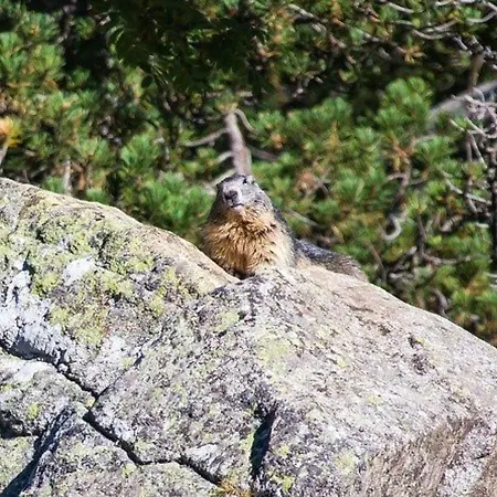 Duplex 3 Pieces Avec Balcon, Parking Et Proximite Telecabine A - Fr-1-401-50 * Cauterets