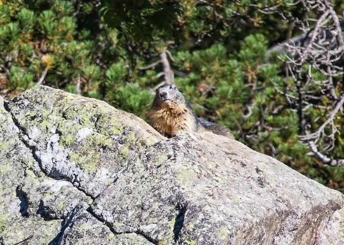 Duplex 3 Pieces Avec Balcon, Parking Et Proximite Telecabine A - Fr-1-401-50 * Cauterets